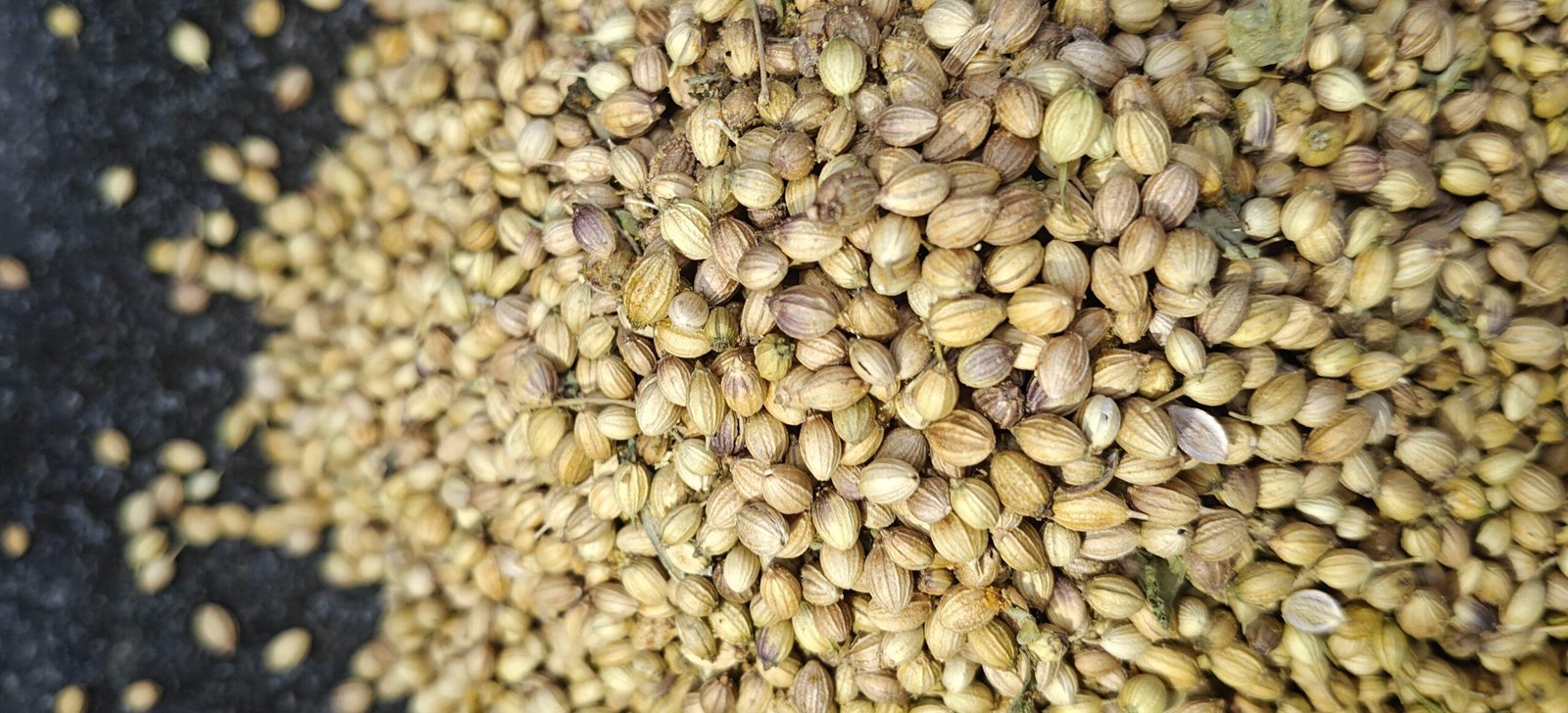 SABUT DHANIYA (CORIANDER SEEDS)